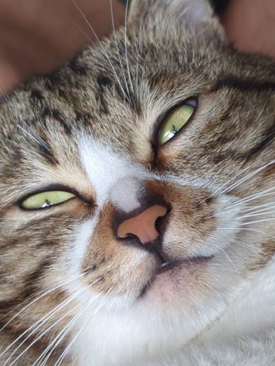 The image is a close-up of a tabby cat's face. The cat is upside down. The cat's eyes are green. Its nose is pink. The fur around its nose is white. The cat has long white whiskers. The cat is tabby colored, with brown, white, and tan fur. There is no evidence of the location being Shunde District, China.