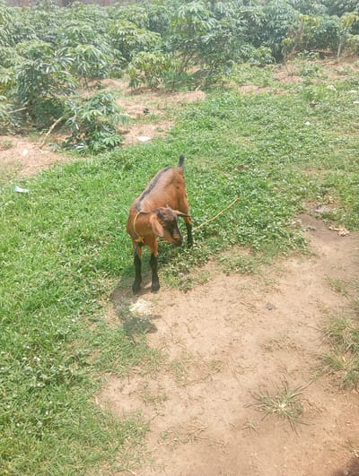 A brown goat with black legs stands on a dirt path next to a patch of green grass. The goat is facing to the right, with its head lowered. A yellow rope is tied around its neck. In the background, there are rows of green plants, possibly cassava plants, growing in a field. The scene appears to be in a rural or semi-rural area, likely in Dutsen Alhaji, Nigeria, given the context. The lighting suggests it is daytime.