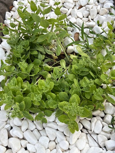 A top-down, close-up shot shows a cluster of green sedum plants growing amongst white river stones in Sadovoe, Moldova. The sedum plants are dense and leafy with small, developing flower buds. Some blades of green grass are visible interspersed with the stones and plants. The stones are smooth and rounded, varying in size. The overall scene depicts a portion of a garden bed.