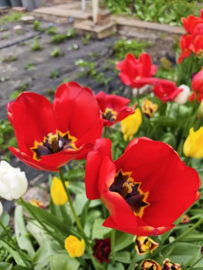 The image depicts a close-up view of several red tulips in a garden setting. The tulips have a distinctive black and yellow center. Other tulips in shades of red, yellow, and white are visible in the background. Green foliage surrounds the tulips. In the distant background, a layer of black landscape fabric covers the ground with sprouting plants. There is a blurred structure, possibly a small building or garden shed, visible. The location is unknown and no people are visible.