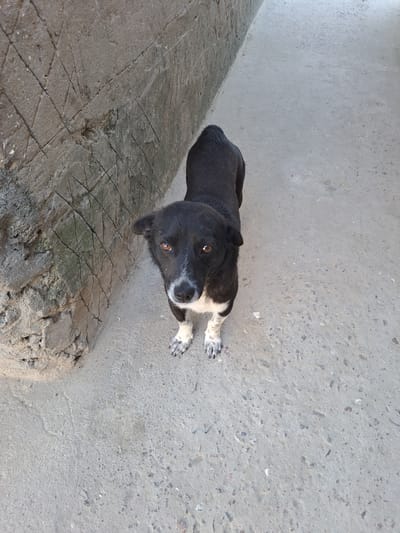 A medium-sized black dog with white markings on its chest and paws stands on a concrete pathway. The dog is facing the camera with its head tilted slightly to the left. Its eyes are brown, and it has a white patch on its muzzle. The background consists of a rough, textured concrete wall on the left and a lighter concrete surface on the right. The scene appears to be an outdoor urban environment. The location is identified as Vypasne, Ukraine.