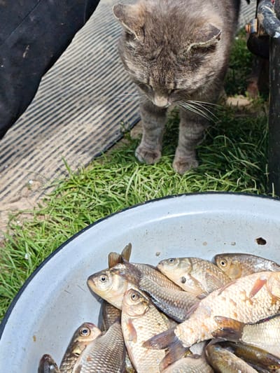 A gray tabby cat stands on green grass near a gray enamel bowl filled with several carp fish. A person wearing a dark garment stands to the left, near a black and gray striped surface. A black, metal object is behind the cat. This image was likely taken in Parkhomivka, Ukraine.