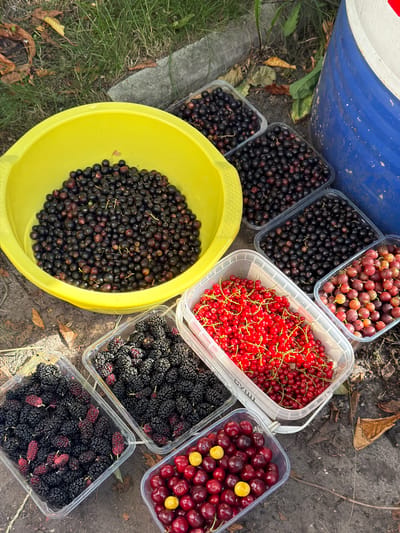 In Balivka, Ukraine, an assortment of freshly picked berries is displayed outdoors on a dirt surface, likely a garden path. A large yellow bowl in the center overflows with dark, small berries, possibly blackcurrants or elderberries. Surrounding the bowl are clear plastic containers filled with various fruits: two containers hold more of the dark berries, one is brimming with vibrant red currants, another with reddish-pink gooseberries, two containers are packed with dark, bumpy mulberries, and the last container showcases a collection of red cherries with two yellow ones interspersed. The ground is scattered with dry leaves and grass, and a portion of a large blue barrel is visible on the right edge of the frame. The scene suggests a successful harvest, with the berries ready for processing or consumption.