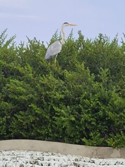 A grey heron stands on the branches of a lush, green tree. The sky is visible in the upper left corner. A concrete wall is partially visible to the right. The scene is located in Bodufolhudhoo, Maldives.