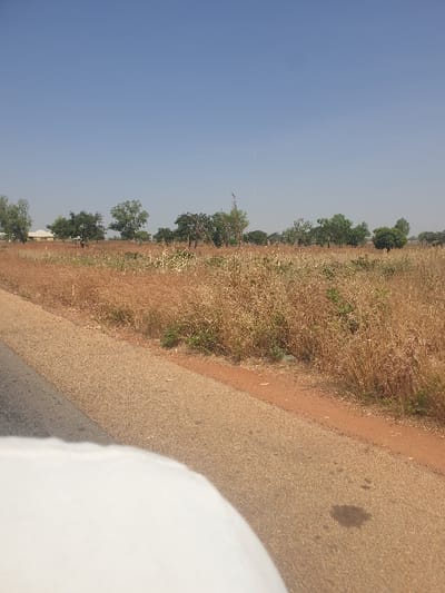 The image displays an outdoor scene in Kujama, Nigeria, under a clear, light blue sky. The lower left quadrant is partially obscured by an indistinct white object. An asphalt road is visible in the lower left, transitioning into a light brown gravel shoulder or dirt path that extends diagonally towards the right. A dark, irregular stain is present on this paved surface near the bottom center. Adjacent to the path on the right is an expanse of dry, light brown and yellowish vegetation, consistent with dormant crops or weeds. In the background, a line of trees with varying foliage density stretches across the frame. A light-colored building with a dark roof is partially visible behind the trees on the far left. A tall, thin structure, possibly a communication mast, is faintly discernible rising above the distant treeline on the right. No individuals or active subjects are present.