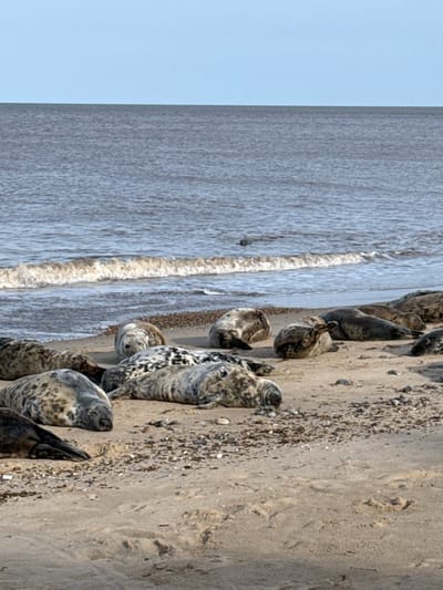 This image captures a wide-angle view of a sandy beach populated by a colony of grey seals, identified as Blakeney Point in North Norfolk, United Kingdom. In the foreground and midground, approximately ten to fifteen grey seals (Halichoerus grypus) are resting on the light tan sand, which is scattered with dark pebbles and seaweed debris. The seals exhibit mottled fur patterns ranging from light grey with dark spots to darker grey. Most are lying prone, with some appearing to be asleep or dormant. One seal's head is visible at the far lower left, partially cropped. In the background, the North Sea stretches horizontally, presenting a dark grey-blue surface under a clear, light blue sky. A single white-crested wave is breaking onto the shore in the mid-distance. A small, dark object, consistent with the head of a seal, is partially visible in the water further out from the breaking wave. No human subjects or man-made structures are present. The scene is illuminated by natural daylight.
