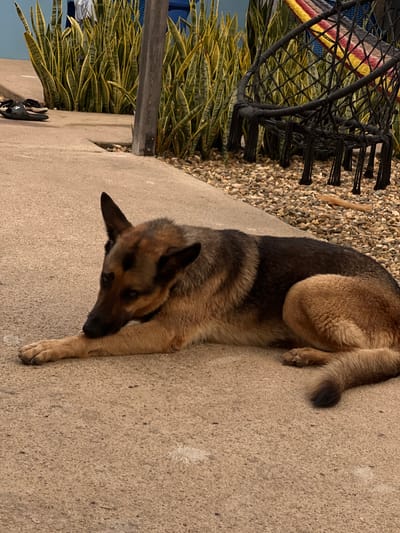A medium shot of a German Shepherd lying on a concrete walkway next to a gravel bed in Placencia, Belize. The dog's head is oriented toward the bottom of the frame, with its paws extended forward. To the left of the walkway is a row of snake plants and a partially visible black chair. The gravel bed is adjacent to the concrete walkway. The image is well-lit, with natural lighting and no visible shadows.