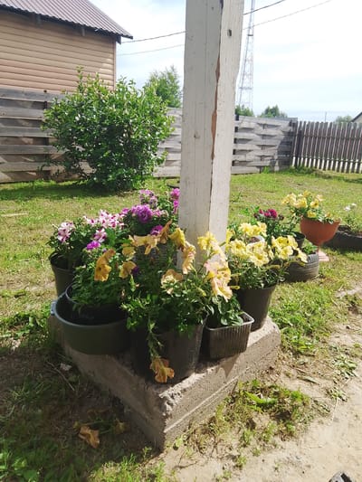 The image depicts an outdoor scene in the city of Pudozh, Russia. In the foreground, a weathered wooden post stands vertically, supporting a structure that is partially visible. Surrounding the base of the post are several potted flowers, including petunias in shades of pink, purple, and yellow. The pots are placed on a rough concrete platform. Behind the potted plants, a wooden fence runs horizontally across the frame. To the left, a portion of a building with a brown, corrugated metal roof is visible, constructed with horizontal siding. A green, leafy bush is situated between the building and the fence. In the background, more fencing and trees are present. The ground is covered in grass and dirt, with some scattered debris. The sky is bright and appears to be a clear day. There are no people visible in the image.