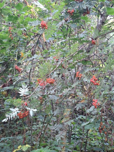 The image depicts a close-up view of a rowan tree with clusters of red berries amidst lush green foliage. The background is dense with more trees and branches, suggesting a natural, possibly wooded area. The lighting indicates it is daytime, with some dappled sunlight filtering through the leaves. The scene is static, showing the natural state of the tree and its surroundings. There are no people or animals visible. The environment appears to be a forest or woodland. The location in Eschenbach (LU), Switzerland, implies this is a temperate climate zone, consistent with the presence of deciduous trees and berries.