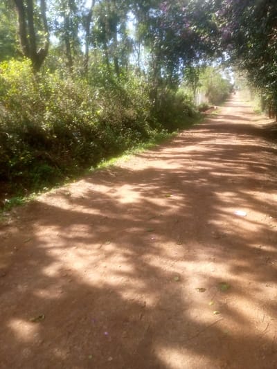The image depicts an unpaved, reddish-brown dirt path in Ewuaso Oonkidong'i ward, Kenya, extending into the distance under bright, dappled sunlight. The path is bordered on both sides by dense green vegetation, consisting of bushes and trees. Shadows from overhead foliage create irregular dark patterns across the path's surface. Scattered dry leaves and small debris are visible on the ground. A small, indistinct pink object lies on the right side of the path in the foreground. In the far distance, a solitary, small, human figure is visible walking away from the camera. The sky is bright and hazy, partially visible through the tree canopy. No direct interactions are visible in the immediate foreground.