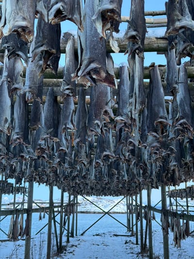 Rows of dried fish hang on wooden racks under a blue sky. The fish are gray, shriveled, and tightly packed, creating a dense textured wall. Some racks are visible with diagonal supports and snow-covered ground in the background. The scene suggests a traditional method of preserving fish in a cold climate.