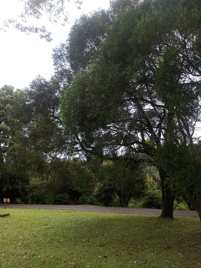 This image captures a lush, verdant landscape, likely a park or garden scene in Mahabaleshwar, India. The setting is dominated by dense greenery under a bright, largely featureless sky, indicating daytime.

In the foreground, a neatly trimmed green lawn covers the lower portion of the frame, showing areas of both sunlight and shade. A dark, paved path or road runs horizontally across the midground, acting as a clear division between the foreground grass and the background vegetation.

Several large, mature trees with expansive canopies and abundant, finely textured green leaves are the most prominent subjects. They occupy the upper and right sections of the image, their thick branches and dense foliage forming a natural archway or border. Behind the path, a continuous stretch of smaller trees and dense bushes creates a verdant backdrop, suggesting a natural woodland or cultivated green space beyond.

On the left side of the foreground grass, a small, dark wooden signpost is visible, though no text or specific details can be discerned. The scene is devoid of any human activity or specific objects other than the natural elements and the path. The overall impression is one of peaceful natural beauty and tranquility, characteristic of a well-maintained outdoor area.