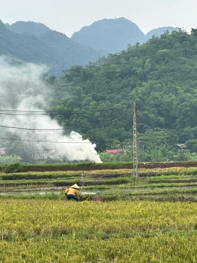 In Mai Chau, Vietnam, a farmer wearing a conical hat and a yellow shirt works in a rice paddy. The field is mostly harvested, with green and yellow stubble. The farmer is bent over, possibly gathering the remaining stalks or preparing for the next planting. In the background, a concrete utility pole with wires stands tall, and further back, a plume of white smoke rises from a cluster of buildings nestled amongst lush green trees and rolling hills. The sky is overcast and hazy, suggesting a muted light.