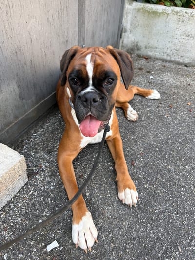 A Boxer dog lies on a concrete surface with a leash attached to its collar. The dog is brown with white markings on its face and paws, and its tongue is visible. The location may be Lissone, Italy. The background is blurred, but includes a concrete wall and some greenery.