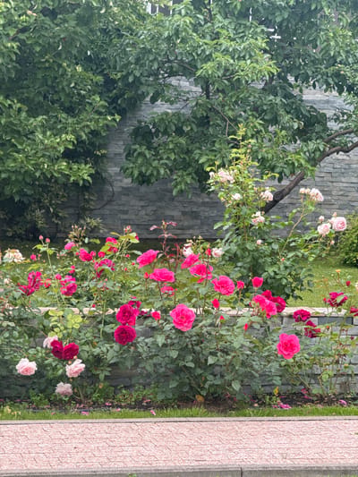 The image depicts a vibrant rose garden in the city of Zvenigor'ye KP, Russia, bathed in overcast daylight. In the foreground, a pathway paved with reddish-brown interlocking bricks leads the viewer's eye towards the lush greenery. The pathway is bordered by a low, stone wall, behind which a profusion of roses bursts into bloom. The roses display a range of colors, from deep fuchsia and vibrant pink to softer pastel shades of pink and white. The bushes are dense and leafy, with many buds and blossoms evident.
Behind the rose garden, a grey stone wall, likely part of a building or a decorative garden feature, forms a textured backdrop. Above the stone wall, a mature tree with abundant green foliage stretches across the frame, its branches extending towards the sky. The overall scene is one of natural beauty and cultivated order, characteristic of a well-maintained garden. No people or animals are visible in the image. The environment appears peaceful and serene.