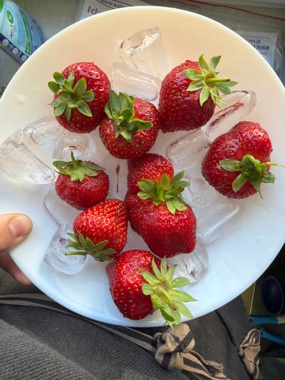 The image shows a white ceramic bowl filled with fresh strawberries and ice cubes. The strawberries are ripe, red, and have green stems. The ice cubes are clear and partially melted. The bowl is placed on a dark gray fabric surface, likely a piece of clothing. In the background, there are out-of-focus elements including a plastic bottle and some papers. A person's thumb and index finger are visible on the left side of the image, holding the edge of the bowl. The scene is outdoors, suggested by the natural lighting. The specific location of Meisenheim, Germany is not discernible from the visual information present in the image.