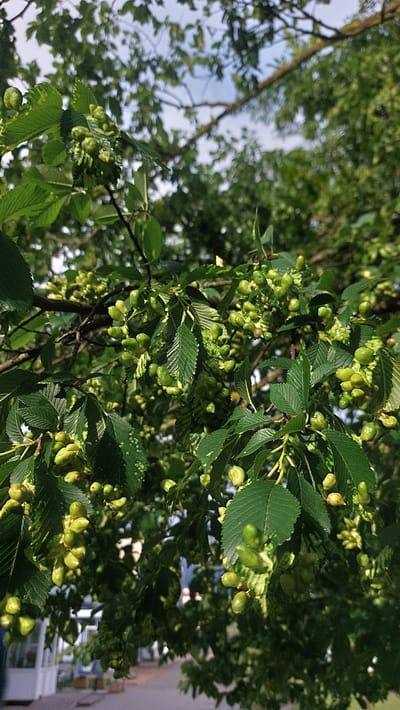 The image shows a close-up of a tree branch laden with small, green, unripe fruits or seed pods. The leaves are dark green and have serrated edges. The background is blurred, suggesting the image was taken in an outdoor environment, possibly a park or street in the city of Masty, Belarus. A hint of a building or structure is visible in the lower left portion of the image. The lighting suggests it is daytime. No people are visible in the image.