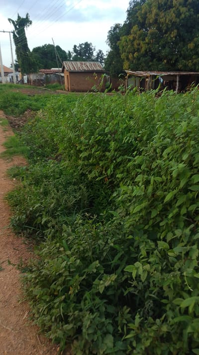 The image depicts an outdoor scene in Donga, Nigeria, featuring a dirt path leading through lush green vegetation. In the background, there are simple structures that appear to be homes or shelters, constructed with mud and corrugated metal roofs. One building is a small, rectangular mud house with a metal roof. Further to the right, there is an open-sided structure with a roof, possibly a stall or outdoor living area, where laundry is hanging. Tall trees, including a large leafy one, are visible behind the structures. The sky is overcast, suggesting a cloudy day. The presence of overhead power lines hints at a settled area. The time of day appears to be late afternoon or early evening, given the lighting. The overall impression is of a rural or semi-rural dwelling in a tropical or sub-tropical environment. No people or specific activities are evident, but the hanging laundry suggests human habitation. The thick vegetation along the path indicates a potentially humid climate.
