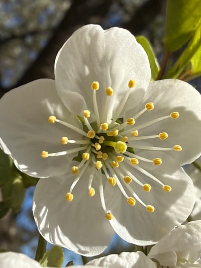 A close-up image captures a white flower with prominent stamens featuring yellow anthers. The flower is in full bloom, with four petals clearly visible and others partially obscured. The background is blurred, showing hints of foliage and branches. The flower is likely located outdoors in a natural setting. The image does not contain information to confirm the location is in Капцёўскі сельскі Савет, Belarus. There is no evidence of people, actions, or interactions. The predominant object is the flower in focus.
