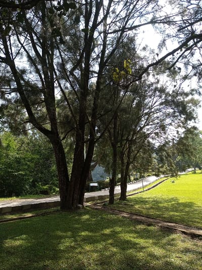 Sunlight dapples a green lawn framed by tall trees with dense, dark foliage. A paved pathway, edged with concrete, winds through the scene, leading the eye toward the distance. Lush green shrubs fill the left background, contrasting with the open, grassy area to the right. A sign is visible near the path. The image conveys a peaceful, natural setting.