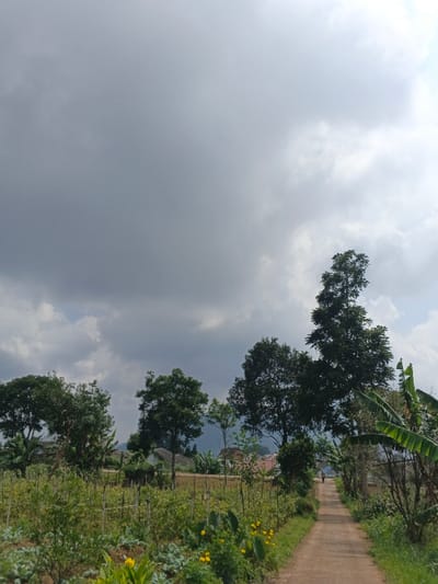 A dirt road stretches into the distance, flanked by lush vegetation and trees. Cultivated plants and crops flourish in the foreground, interspersed with small yellow flowers. Houses are visible in the background, nestled among the greenery. A person walks along the road. Overcast skies dominate the scene, with dark gray and white clouds creating a dramatic backdrop. Hints of blue sky peek through the cloud cover.