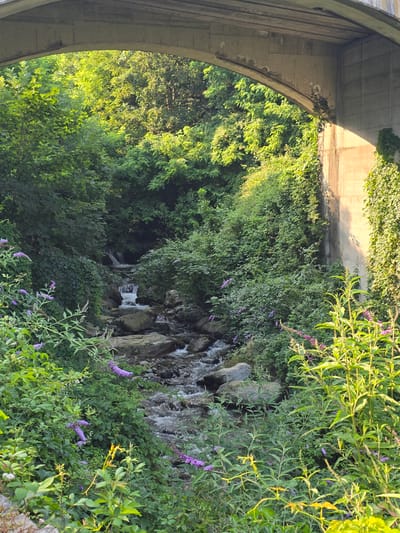 This is an outdoor, eye-level, medium shot of a creek flowing under a concrete bridge surrounded by lush green foliage. The image is oriented vertically, with the bridge arching from the bottom left towards the top. Sunlight casts a warm glow on the scene, highlighting the vibrant green of the leaves and the textures of the concrete and rocks.

The bridge appears to be made of weathered concrete, with visible formwork lines and some staining. The arch of the bridge creates a framed view of the creek and surrounding vegetation. The creek itself is relatively narrow, with clear water flowing over a bed of stones and rocks. Small cascades and whitewater are visible in the more turbulent sections.

The banks of the creek are heavily overgrown with dense green foliage, including trees, bushes, and smaller plants. Some delicate purple flowers are interspersed among the green leaves, adding touches of color to the scene. The overall impression is one of a natural, somewhat wild environment coexisting with man-made infrastructure. The lighting suggests it is daytime, likely late afternoon or early morning, given the warm, directional light and long shadows cast by the bridge. No people are visible in the image. The setting appears to be a natural area near a water source, possibly a park or a less developed area of Cremia, Italy, where the bridge would provide passage over the creek. The overall mood is serene and tranquil, emphasizing the beauty of nature. There is no visible text in the image.