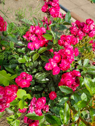 A close-up shot shows a cluster of bright pink roses in bloom, interspersed with green foliage. The roses are small and multi-petaled, with some appearing more open than others. The leaves are a deep green, with visible veins and a slight sheen, suggesting they may be slightly wet or dewy. The background is blurred, with hints of brown soil and lighter-colored ground cover. The scene appears to be outdoors, likely in a garden setting, with the warm sunlight casting subtle shadows and highlighting the textures of the petals and leaves. The location of Starosemeikino, Russia, is not visually discernible from the image itself.