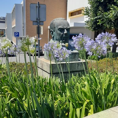The image captures a bust of a man in Vila Verde, Portugal, set against a backdrop of modern buildings and lush greenery. The bronze bust, weathered with age, rests on a concrete pedestal. In the foreground, a dense arrangement of Agapanthus flowers, some in bloom with delicate blue-purple petals and others in bud, creates a vibrant floral border. Tall, slender green stalks rise from the green foliage of the plants. Behind the bust, a brick building with white architectural elements and a horizontal band of yellow windows forms the mid-ground. To the left, another white building with prominent vertical lines and a blue parking sign for disabled individuals is visible. A portion of a gray car with license plate "85 ZT" is parked on the asphalt road behind the flowers. The scene is bathed in bright sunlight, casting shadows and highlighting the textures of the bust, flowers, and buildings. A mature tree with abundant green leaves stands to the right, adding to the natural elements within the urban setting.