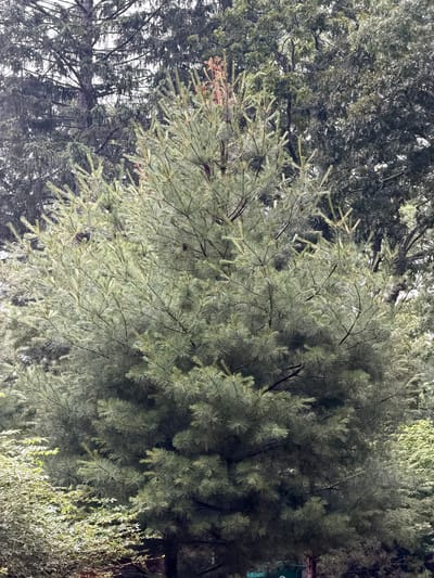 A tall, bushy pine tree dominates the frame, its needles a light green hue. The tree is dense, with branches extending outwards and upwards, creating a full silhouette against a background of darker, more mature trees. In the foreground, a lower, lighter green shrubbery with small leaves can be seen, adding depth to the scene. The lighting is overcast, suggesting a cloudy day. The image appears to be taken outdoors in a natural setting, likely a park or a wooded area within Hampton Bays, New York, United States of America. No people are visible in the image.