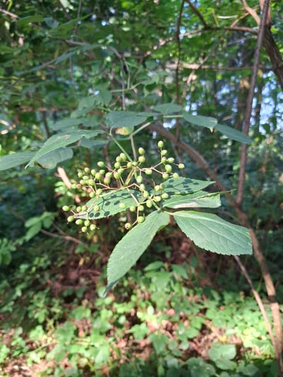 The image shows a close-up of a plant with small, round, green berries clustered on a stem. The plant has several large, serrated green leaves. The background is blurred and appears to be a natural environment with trees and foliage, suggesting it could be a park or wooded area. The lighting indicates it is daytime, with sunlight dappling through the leaves. The specific location in Eschenbach (LU), Switzerland, is not visually identifiable from the image itself.