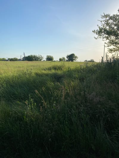 The image depicts a vast, sun-drenched field of tall grass under a clear, bright blue sky. The perspective is low, as if captured from the ground, emphasizing the height and density of the vegetation. The grass is predominantly green, with hints of yellow and brown, suggesting it's late spring or summer. Sunlight streams through the grass, creating dappled shadows and highlighting individual stalks.

In the background, a line of trees breaks the horizon, their leaves appearing dark green against the pale sky. Scattered amongst the trees are what appear to be utility poles with wires, suggesting the presence of civilization nearby, though the scene itself feels wild and natural. The overall impression is one of a rural, open landscape, likely in a temperate climate.

The time of day is evident from the bright, high-angle sunlight, suggesting it is midday. The weather is clear and fair, with no clouds visible. There are no people or animals in the frame, contributing to a sense of solitude and tranquility. The location context provided is Yablunivka, Ukraine, which aligns with the rural, grassy landscape depicted. There is no visible text in the image.
