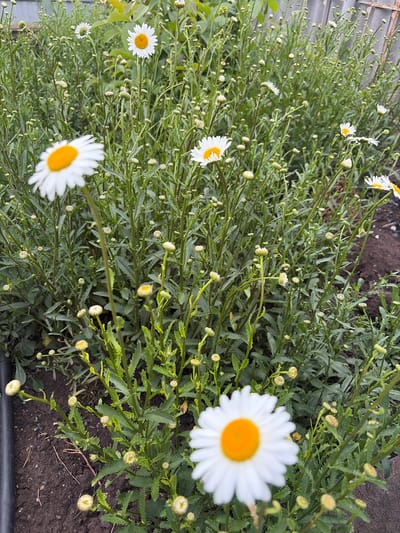 The image shows a close-up view of a patch of daisy flowers in a garden. The flowers are white with yellow centers and are surrounded by green foliage and stems. Some of the flowers are in full bloom, while others are still buds. The ground in the foreground is dark soil, with a black pipe visible on the left side. In the background, a grey fence can be seen, suggesting an urban or suburban setting. The overall scene is one of natural beauty and tranquility. The location specified, Субханкулово, Russia, indicates the geographical context.
