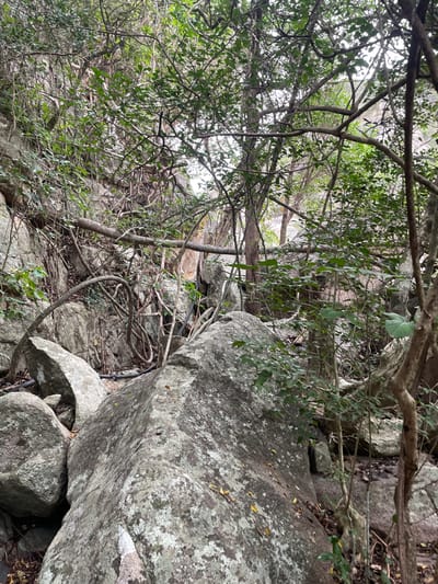 The image captures a dense, rocky, and heavily vegetated landscape located in Ninh Hòa, Vietnam. The foreground and mid-ground are characterized by large, grey boulders, many exhibiting patches of white and pale green lichen. A thick canopy of green leaves and an intricate network of tree branches and robust vines obscure much of the background. Several dark-colored, cylindrical pipes, approximately 5-10 cm in diameter, are visible traversing the rocky terrain, particularly in the lower-left and central-left portions of the frame, partially covered by foliage and rocks. No individuals or animals are present. The environment appears natural and undisturbed by recent human activity, aside from the presence of the pipes. Natural daylight illuminates the scene.