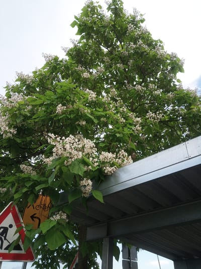 A tree with white blossoms and green leaves overhangs a metal structure, likely a bus stop shelter, in an outdoor urban setting. The sky is overcast and pale. To the left of the image, a triangular red and white traffic sign depicting a worker digging is visible. Behind it, a yellow circular sign with a black bicycle symbol and a left-pointing arrow is partially obscured by foliage. The overall impression is of a street scene with natural elements interacting with man-made infrastructure. The presence of traffic signs suggests a public area within a city, consistent with a location in Frankfurt, Germany. There are no people or animals visible in the frame.