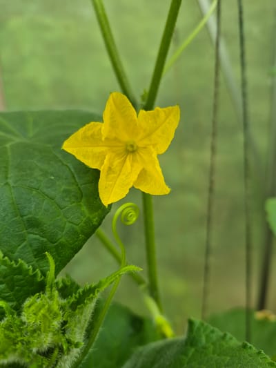 A close-up shot captures a vibrant yellow cucumber flower, its five petals unfurling against a soft green, blurred background. The flower is positioned on the left side of the frame, with a large, textured green leaf underneath. A delicate green tendril, curled into a perfect spiral, emerges from the stem below the flower. The image appears to be taken outdoors, possibly in a garden or greenhouse, with vertical elements in the background suggesting supports or other plants. No people or animals are visible. The scene is calm and naturalistic. The location of this image is unknown and cannot be determined to be in Trier, Germany.