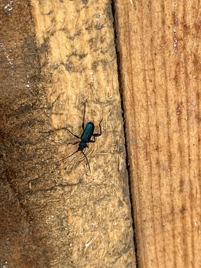 A dark blue beetle with long antennae and legs is standing on rough, light-colored wood. The wood appears weathered and fibrous. The setting is outdoors in daylight, with clear shadows. There is no specific information or indication to confirm this image was taken in Aprilovo, Bulgaria.