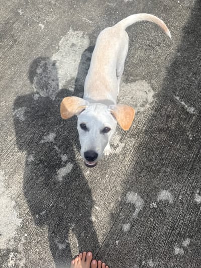 A young, light-colored dog stands on a textured concrete surface, facing upwards towards the camera. The dog has floppy, tan-colored ears, dark eyes, and an open mouth with visible teeth. Its body is lean, and its tail curves upwards. In the background, a shadow of the dog and another shadow that appears to be of a person standing are cast on the concrete. There are scattered light-colored marks on the concrete surface. In the lower right corner of the image, a person's bare feet are visible. The scene is outdoors, likely during the day, given the presence of shadows.