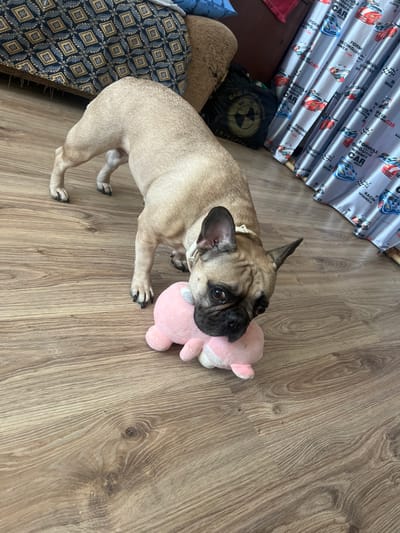 A fawn-colored French bulldog is on a wooden floor, biting a small pink plush toy. The dog is facing towards the right side of the frame, with its head lowered to the toy. The background shows a portion of a patterned couch on the left and a curtain with a racing car pattern on the right. There is a black bag with a BMW logo visible behind the dog. The setting appears to be an indoor environment, possibly a living room. The location of Lyepyel, Belarus is not discernible from the image.