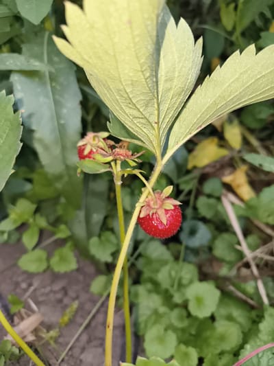 A close-up, medium-angle shot captures a ripening strawberry plant with two visible strawberries. The larger strawberry, bright red and plump, hangs from a slender yellow stem, its green sepals clearly defined. A second, smaller strawberry is partially obscured by leaves and a dried, brown calyx. The plant's leaves are a pale green, with prominent veins and serrated edges, some showing a reddish tinge. The background is a blur of green foliage and dark soil, suggesting an outdoor setting in a garden. There are no people or animals present in the image, and no discernible action is taking place. The overall environment appears natural and untended. The image is from Mayma, Russia.