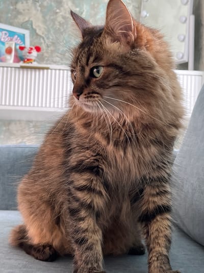 A fluffy, long-haired tabby cat with green eyes is the sole subject of this close-up, eye-level shot. The cat is positioned on its side, looking down and to the left with a curious expression. Its fur is a mix of brown, black, and ginger stripes, with prominent white whiskers. The background is blurred, but appears to be an indoor setting with a light-colored wall, a ribbed vertical surface that could be blinds or a radiator, and a hint of a light-colored couch or chair the cat is resting on. To the lower left, a small framed picture or object with red and white detailing is visible. The lighting suggests it could be daytime, with soft light illuminating the cat's fur. No text is discernible in the image.