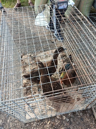 The image depicts four mallard ducks within a wire cage. The cage is situated outdoors, with a ground surface composed of gravel and dry leaves. In the background, a person's legs are visible, wearing brown shoes and standing on grass. A striped fabric object, possibly a bag or blanket, is also visible in the background. The cage itself is made of galvanized wire mesh and appears to be a portable trap or enclosure. The ducks exhibit typical mallard plumage, with brown and green coloration. One duck in the foreground has a yellow beak. The lighting suggests it is daytime, with sunlight casting shadows. The scene is not specific to any particular location in Łosice, Poland; it appears to be a general outdoor setting where ducks are being held.