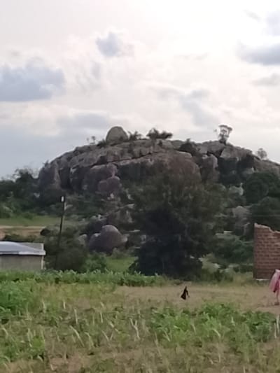 The image depicts a rocky, elevated landscape in Barakin Acha, Nigeria, under an overcast sky. A prominent mound of large, weathered rocks dominates the midground, covered with sparse vegetation. Several trees and bushes are scattered around the base and on the slopes of the rock formation. In the foreground, a field of green crops, possibly maize, stretches across the scene.
To the left of the frame, a portion of a simple, rectangular building with a light-colored roof is visible. To the right, a partially constructed brick structure is present. In the lower right corner of the image, a person wearing a pink garment is partially visible. Further to the left in the foreground field, a dark, bird-like figure is standing. A slender, dark pole, possibly a utility pole or fence post, is situated in front of the rocky outcrop. The overall impression is of a rural or semi-rural setting.