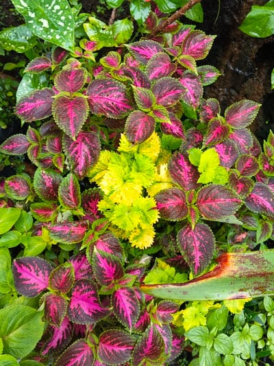 This image presents a detailed, overhead view of dense tropical foliage in Inawi, Papua New Guinea. The primary subjects are numerous coleus plants (Plectranthus scutellarioides), displaying vibrant variegated leaves. The most prominent coleus leaves feature bright magenta-pink centers, encircled by dark maroon or purple, and bordered with a ruffled, serrated lime-green edge. A cluster of primarily bright yellow and chartreuse green coleus varieties is situated centrally within the frame. Surrounding these are various other green leafy plants, some bearing visible water droplets. A large, broad green leaf, possibly from a banana or similar plant, is visible in the lower right quadrant, exhibiting a distinct reddish-brown discolored stripe running along its length. The underlying environment appears dark and moist, consistent with rich soil or shaded ground beneath the thick vegetation. No individuals or animals are present, and no actions are depicted.