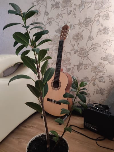 In a domestic indoor setting, a potted rubber plant stands in the foreground, its dark green leaves reaching upwards. Behind the plant, leaning against a wall with a floral textured wallpaper, is a classical guitar. To the right of the guitar, a black portable guitar amplifier with controls and a handle is placed on the wooden floor, connected by cables. A portion of a light-colored sofa is visible on the left side of the image. The scene appears to be a living space, possibly in a residence within the city of Myadzyel, Belarus. No people are present in the image.