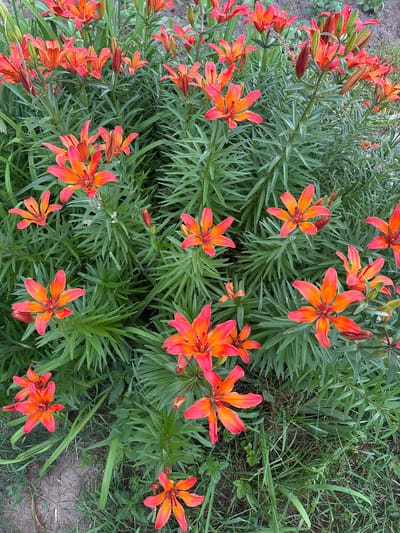 This is a close-up, overhead shot of a cluster of bright orange and pink lilies in full bloom. The lilies have six petals each, with some petals curved inwards and others unfurling outwards. The flowers are densely packed together amidst lush, dark green, lance-shaped leaves. Some of the lily buds are still closed, appearing as dark reddish-brown spikes. The ground beneath the flowers is visible in patches, showing a mix of dry dirt and green grass, with a few small weeds interspersed. The lighting suggests it is daytime, with soft shadows indicating an overcast sky or shaded conditions. The scene depicts a natural, outdoor setting, likely a garden or a wild patch of flowers. The image is likely from the city of Kurgan, Russia, given the prompt.