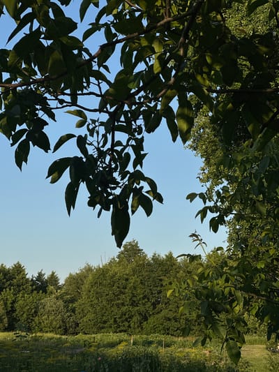 An outdoor, eye-level shot captures a clear blue sky with the dark green leaves and branches of a tree in the foreground. The branches extend from the top left and right sides of the frame, obscuring parts of the sky. Beyond the tree, a dense forest of green trees forms the background. In the lower portion of the image, a field with low-lying green vegetation and scattered yellow wildflowers is visible, along with some thin wooden stakes. The scene appears to be located in Romanivka, Ukraine.