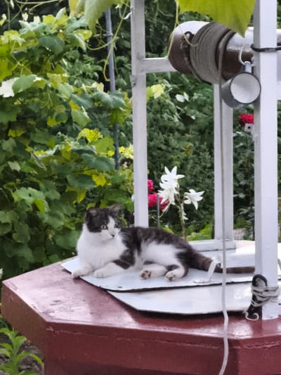 A black and white cat with green eyes rests on a white, flat surface atop a maroon, hexagonal structure. The cat is lying down, with its front paws tucked under its chest and its tail extended to the right. Behind the cat, a white structure resembling a wellhead with a rope and pulley system is visible. A metal cup hangs from a hook on the wellhead. Lush green foliage and white and pink flowers are in the background, suggesting an outdoor setting during the daytime. The overall scene conveys a sense of calm and domestic tranquility. The location is identified as Ocnița, Moldova.