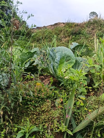 Lush green vegetation dominates the foreground, featuring large cabbage heads amidst various weeds and grasses. A cluster of tiny green plants with reddish stems forms a dense patch at the center-bottom. Beyond the garden, a grassy hillside rises gently, topped by a few scattered trees. The sky above is overcast and grey, providing soft, diffused light on the scene. A nest hangs on the left side.