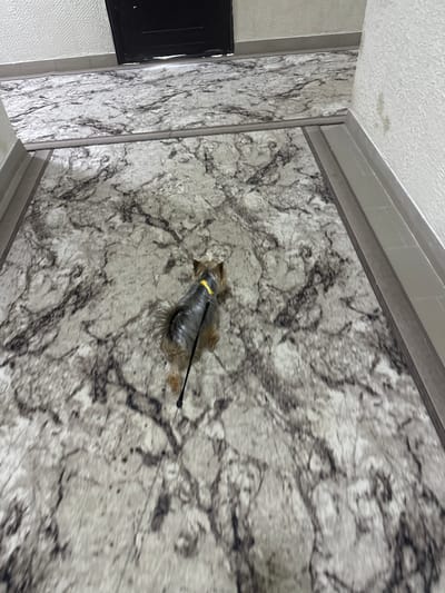 A small Yorkshire Terrier with a yellow collar is being walked on a leash down a hallway with a marble-patterned floor. The dog is facing away from the camera and appears to be moving forward. The hallway has white textured walls and a dark doorway at the far end. The floor is covered with a patterned carpet or linoleum that mimics the look of marble. The lighting is dim, suggesting it might be indoors or a shaded area. The scene appears to be a residential or commercial building hallway. The location is identified as Razdolnoye, Russia.