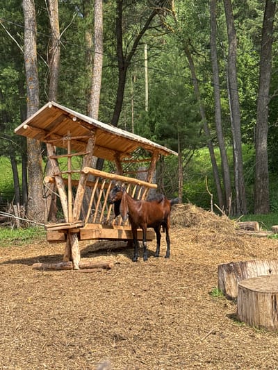 A brown goat stands next to a wooden feeder in a rural outdoor setting. The feeder, constructed from rough-hewn logs and planks, has a sloped roof and a trough-like base. It is positioned on a ground covered with wood chips and straw. Behind the feeder, a pile of hay is visible, and further back, a dense forest of tall trees dominates the background. The sky is not visible due to the canopy of leaves. The scene appears to be located in a natural environment, potentially a farm or park. The image does not contain any information about the city of Гольяны, Russia.